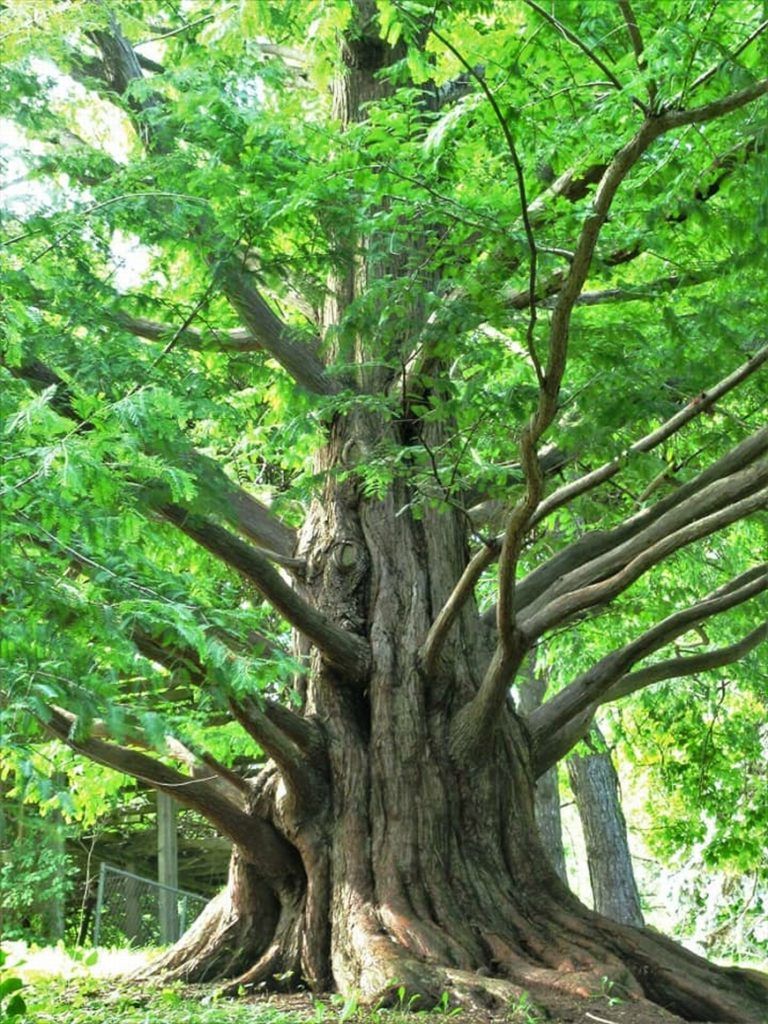 Dawn Redwood, Toronto Botanical Gardens - Baag.in